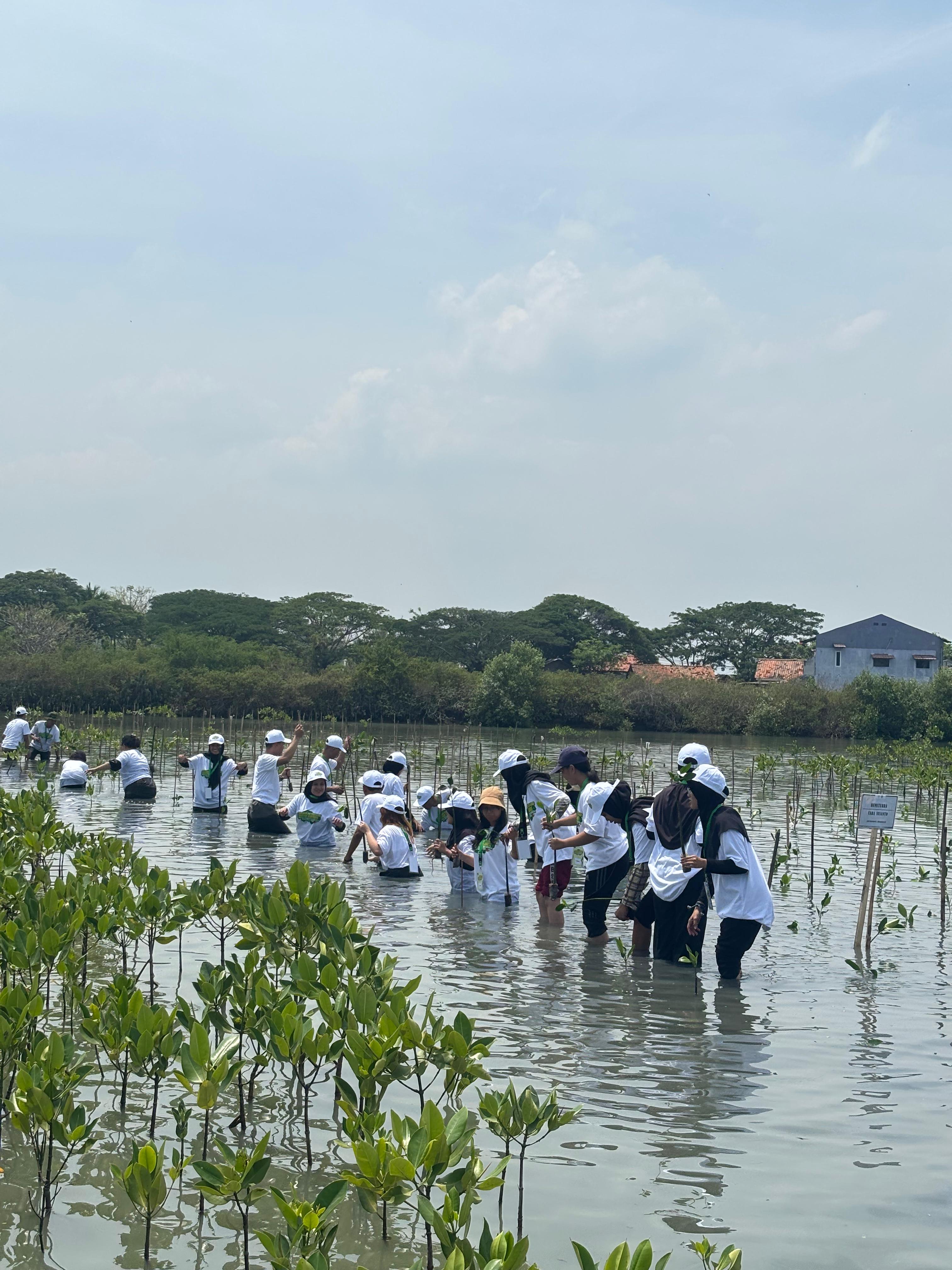 Edukasi teknik penanaman mangrove